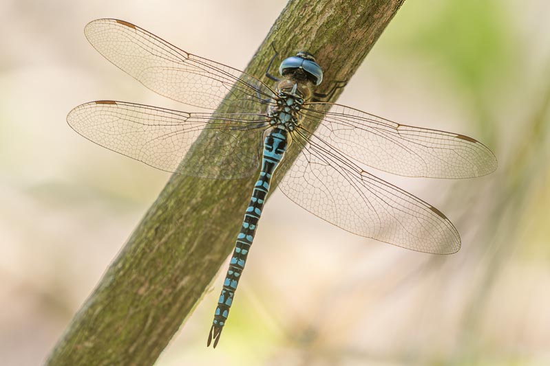 Aeshna affinis (Blue-eyed Hawker) male-Album-4.jpg